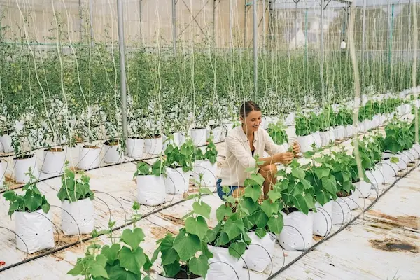 Woman working in a greenhouse