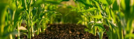 Plants growing in a field